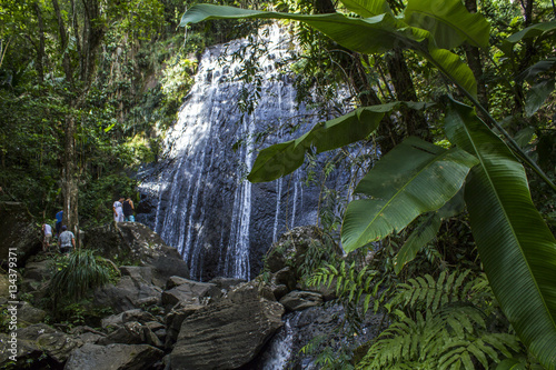 Rainforest Waterfall and Stream