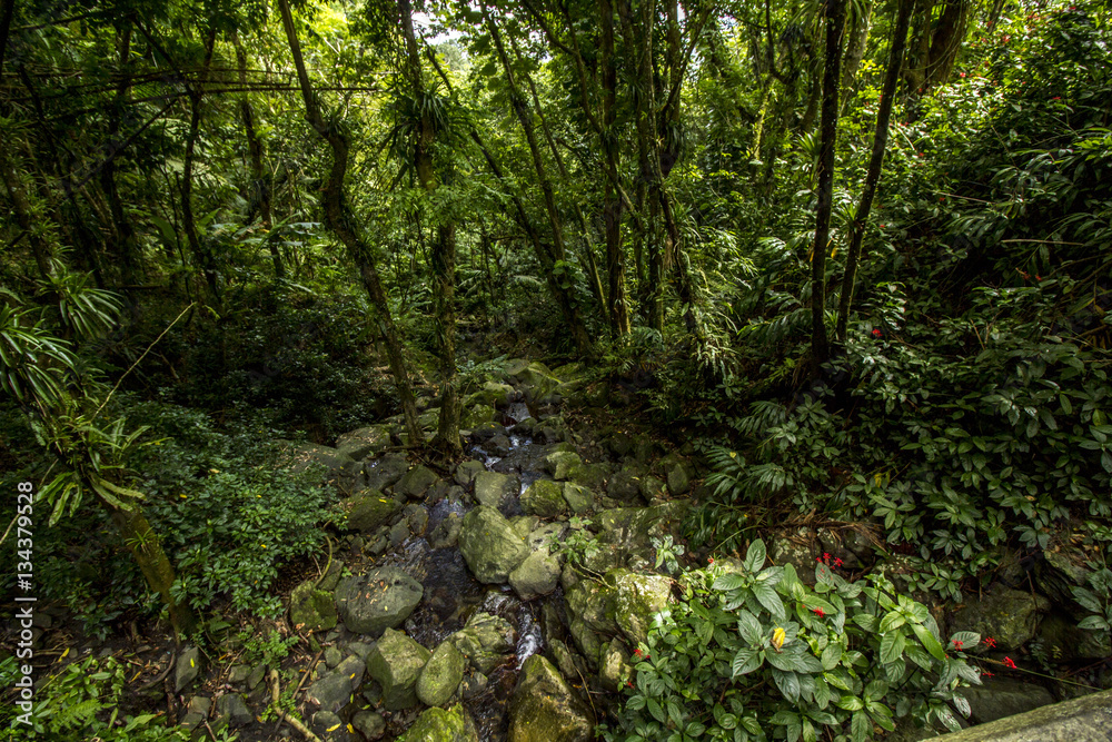 Obraz premium Rainforest Landscape