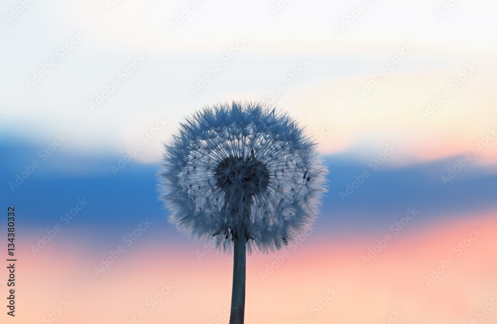 white fluffy dandelion on a background of the sky tri-color as flag