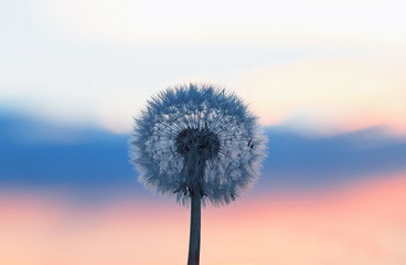 Fotobehang Paardenbloem Paardenbloem tegen kleurrijke lucht  © nataba
