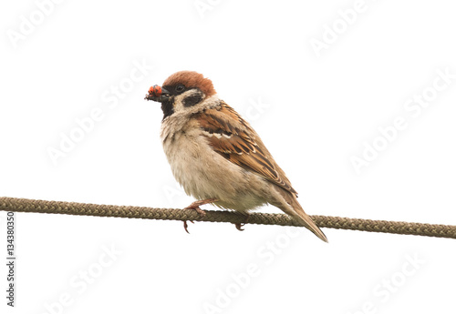 a bird a Sparrow with his beak full of insects sitting on rope on white isolated background