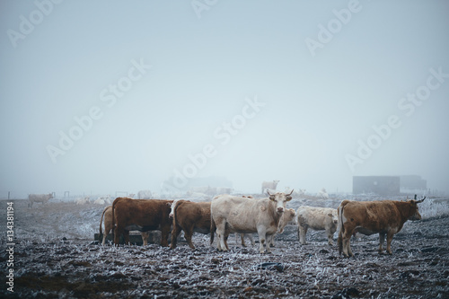 Cow in the winter pasture © Creaturart