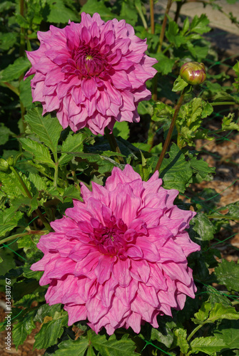 Dahlias mauves au jardin en été photo