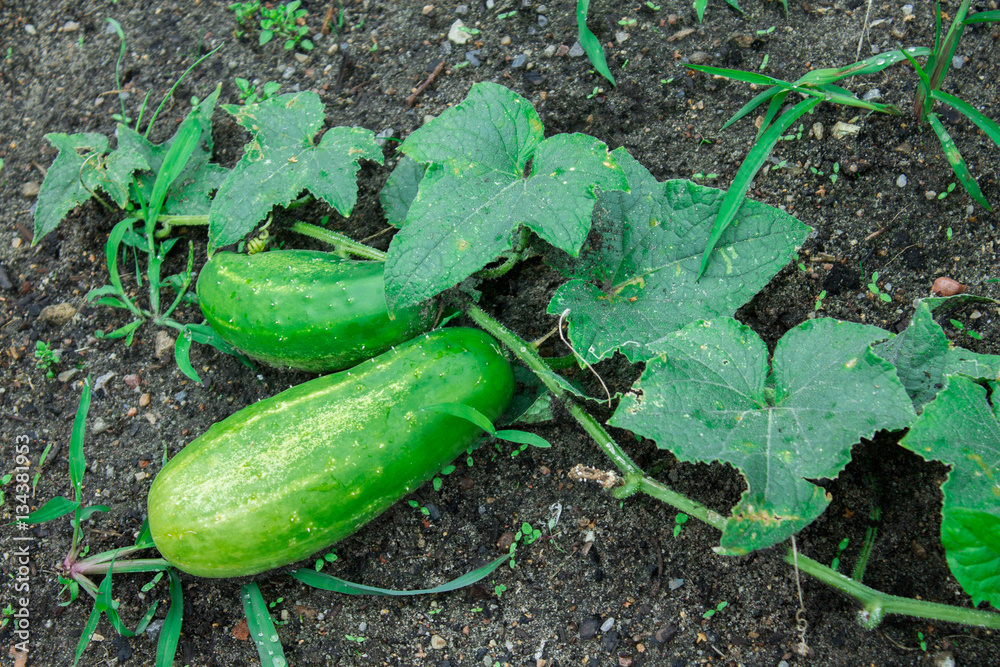 Obraz premium ogórki
