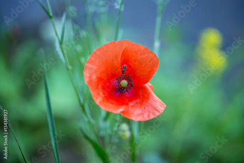 Fototapeta Naklejka Na Ścianę i Meble -  insect on a flower poppy