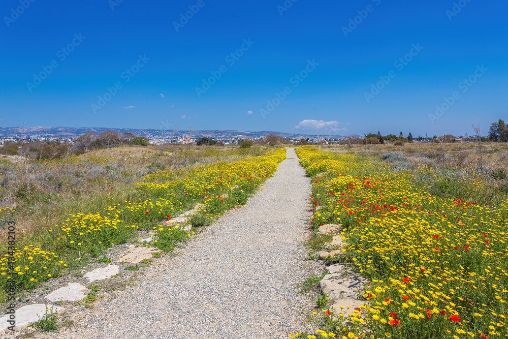 Fototapeta premium Green Grass Field Landscape