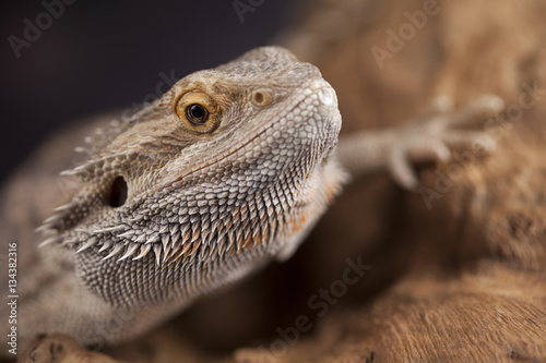 Agama bearded  pet on black background  reptile