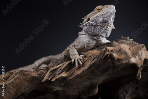 Dragon, Agama Lizard on black mirror background © Sebastian Duda