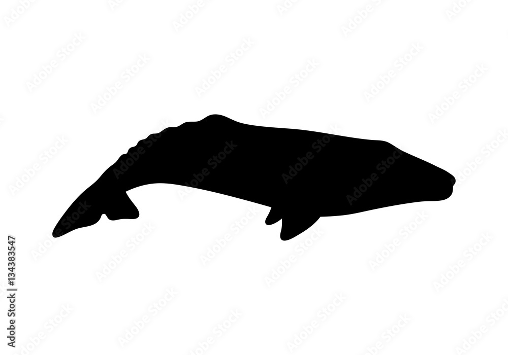 Silhouette of gray whale. Vector illustration isolated on white background. Silhouette of gray whale. Vector illustration isolated on white background.