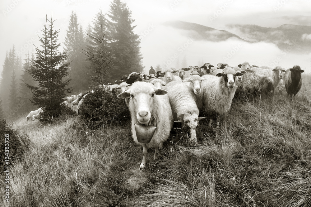 Obraz premium Black and white photo of sheep