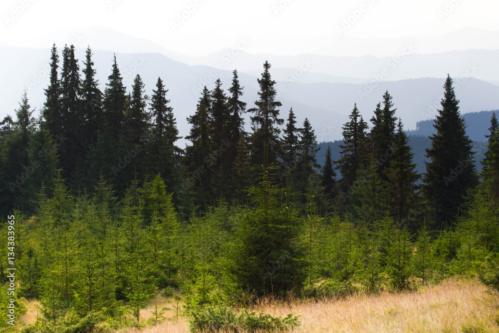 Spruce forest in the Ukrainian Carpathians. Sustainable clear ecosystem