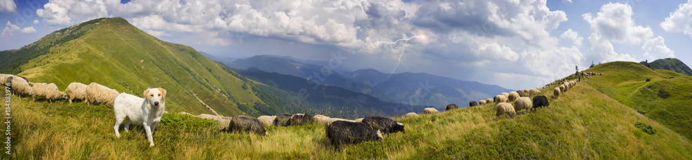 Fototapeta premium Sheep on a mountain pasture