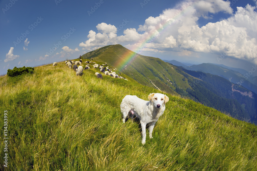Fototapeta premium Dog and sheep on a mountain pasture