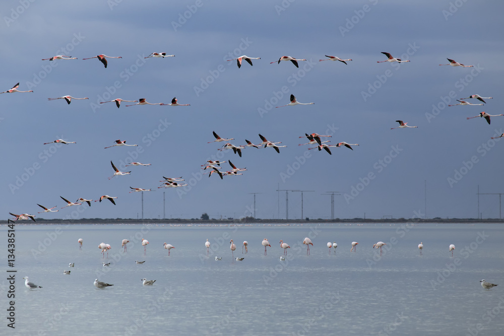 Flamingo standing in the lake and in flight. Salt Lake. Cyprus.