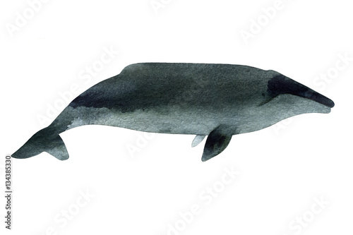 Watercolor sketch of gray whale. Illustration isolated on white background.