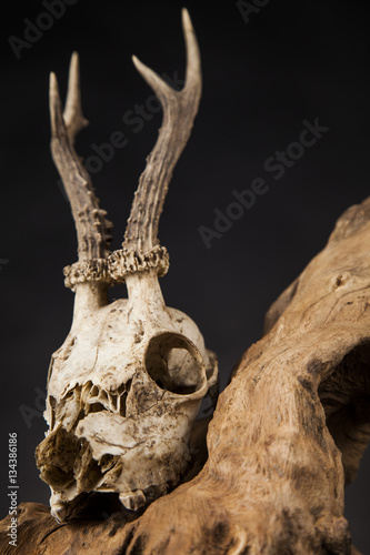 Weathered deer skull, black mirror background © Sebastian Duda