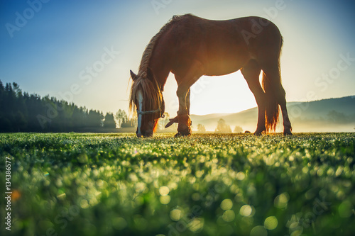 Fototapeta Naklejka Na Ścianę i Meble -  Horses grazing on pasture at misty sunrise
