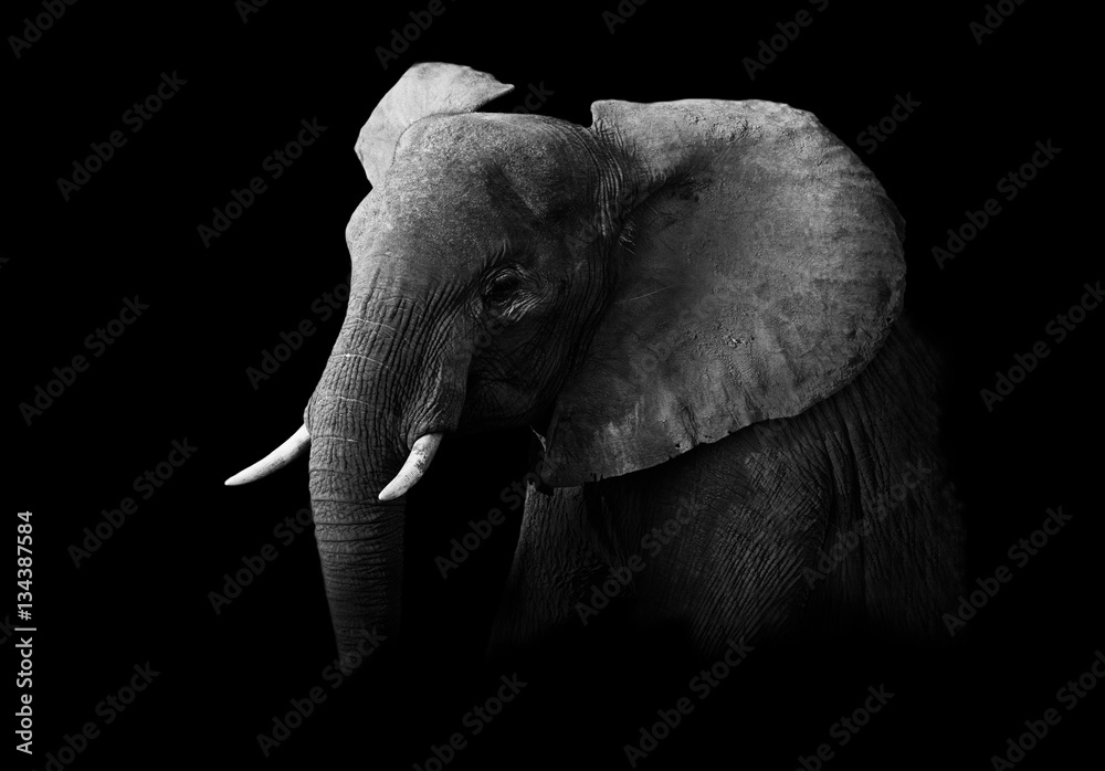 Fototapeta premium Elephant in black and white with a dark background