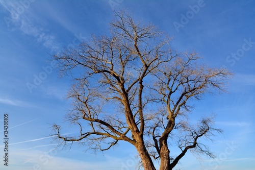 Foto Arbre classé . Peuplier hybride de peuplier noir.