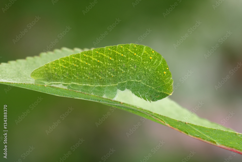Obraz premium Scarce Swallowtail caterpillar(Iphiclides podalirius)rest in the