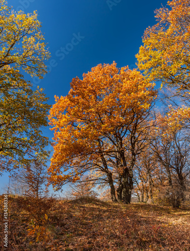Fototapeta Naklejka Na Ścianę i Meble -  Sunshine autumn day