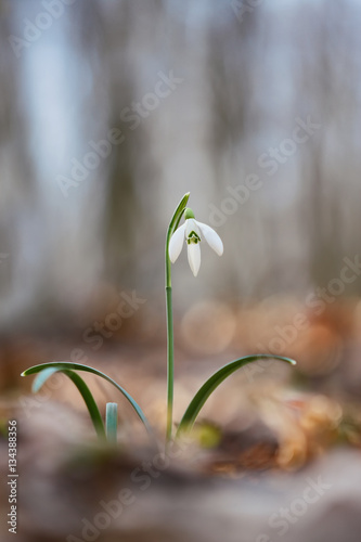 Common snowdrop(Galanthus nivalis) in the spring forest