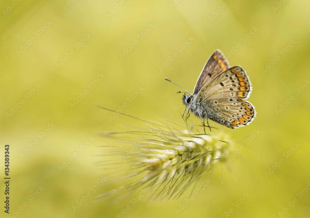 Obraz premium Kelebek