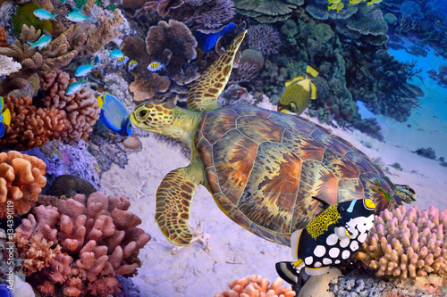 Fototapeta Naklejka Na Ścianę i Meble -  Green turtle, tropical coral reef