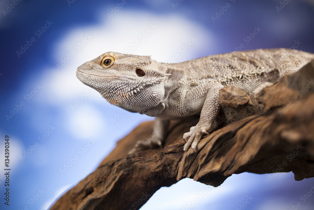 Agama bearded, pet on black background, reptile Agama bearded, pet on black background, reptile