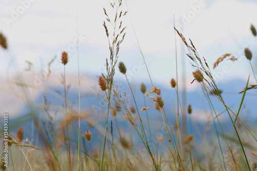 Hierbas parecidas al trigo