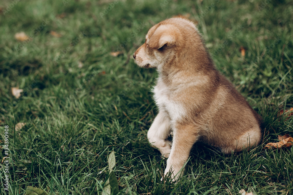 adorable brown puppy with amazing blue eyes on background of aut adorable brown puppy with amazing blue eyes on background of aut