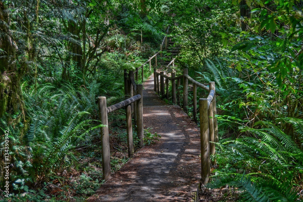 Walking through the Forest Walking through the Forest