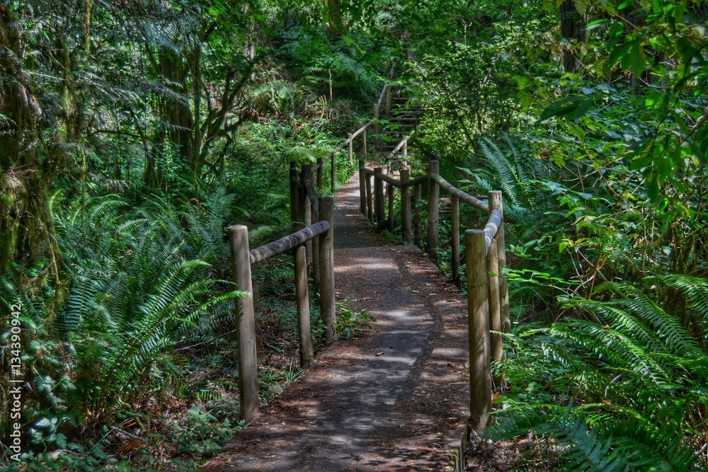 Walking through the Forest