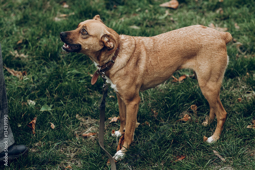 brown dog playing on background of autumn park. space for text.