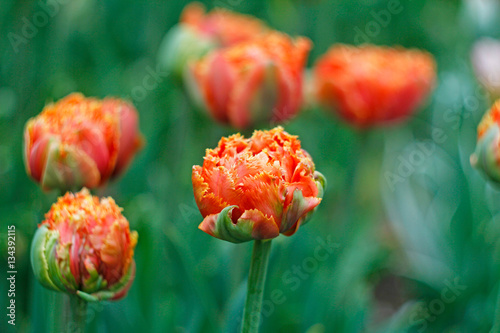 Fototapeta Naklejka Na Ścianę i Meble -  Orange double petal tulip flowers. Fringed peony tulips