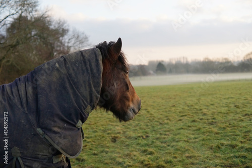 Fototapeta Naklejka Na Ścianę i Meble -  Exmoor pony turned out in a misty field wearing a blue rug.