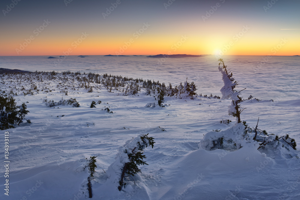Snow covered tree at sunrise in Tatra mountain