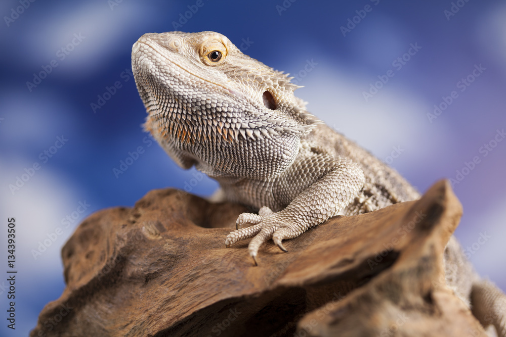 Agama bearded, pet on black background, reptile Agama bearded, pet on black background, reptile