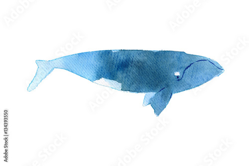 Watercolor sketch of right whale. Illustration isolated on white background
