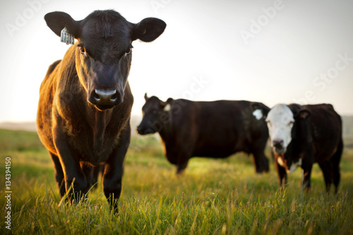 Portrait of three cows grazing in a field.
