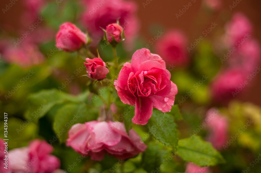 Pink roses with buds on a background of a green bush. Pink roses after rain