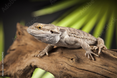 Lizard root, Bearded Dragon on green background