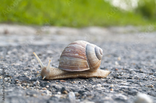 snail with a shell on the road, copy space