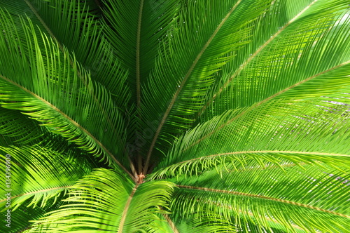 Green tropical fern