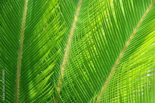 green tropical plant