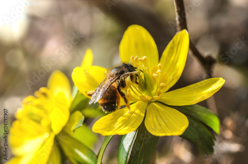 Frühlingsanfang - blühende Winterlinge werden von den ersten Bienen besucht © Evelyn Kobben