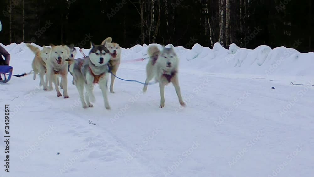 Husky sledding in the winter. Siberian dogs driven sleigh people. The lives of the people in the North. Animals at work. Active dog sports. Husky sledding in the winter. Siberian dogs driven sleigh people. The lives of the people in the North. Animals at work. Active dog sports.