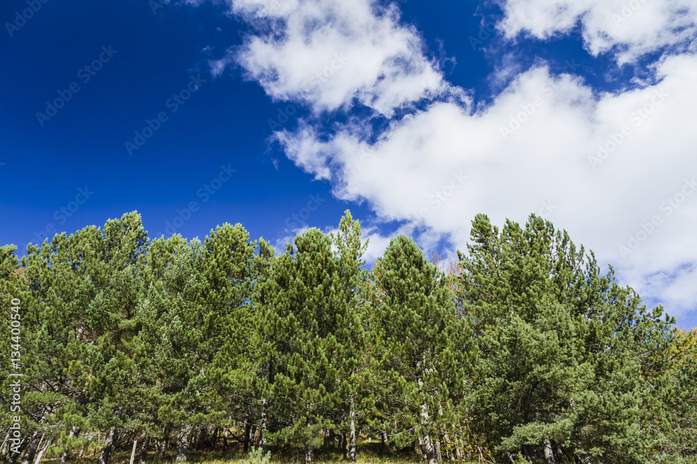 Obraz premium Green trees under blue sky and clouds