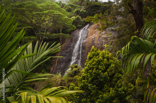 Fototapeta Naklejka Na Ścianę i Meble -  Greate and beautiful place in paradise. Green trees and plants in the mountain landscape of Sri Lanka.