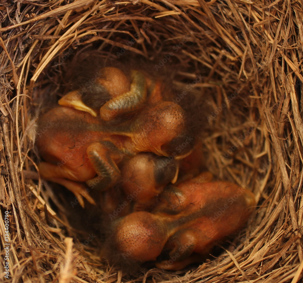 week old eastern bluebirds week old eastern bluebirds